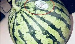 那些吃瓜网红叫什么,揭秘那些吃瓜网红的传奇故事